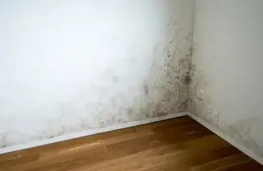 MOLD & MILDEW